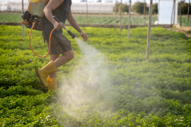 Best Exterminator Services  in Windom, MN